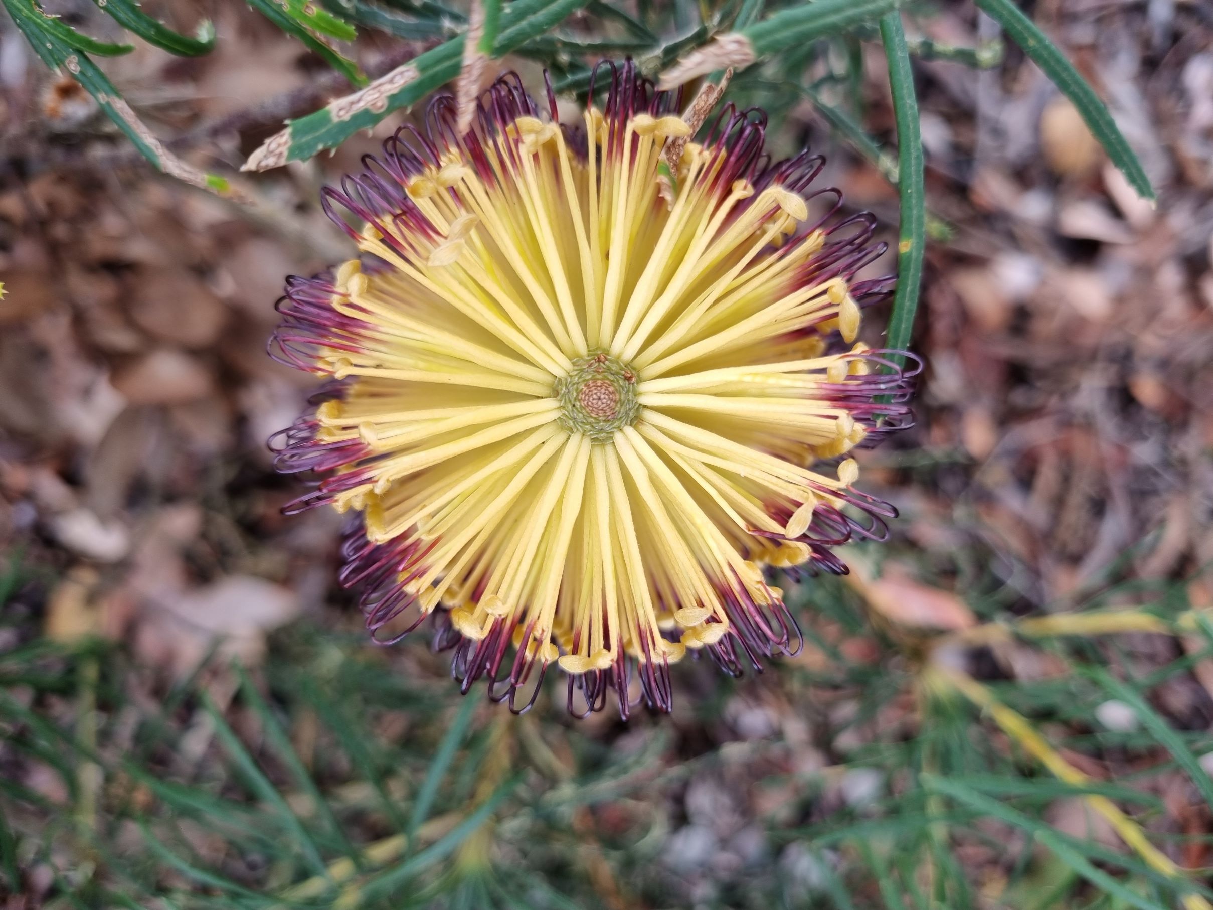 spinulosa